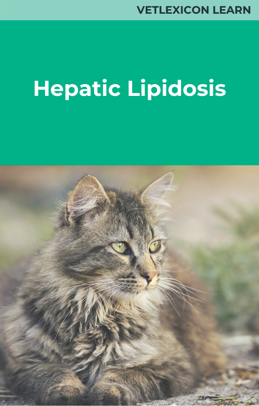 Hepatic lipidosis clearance in cats