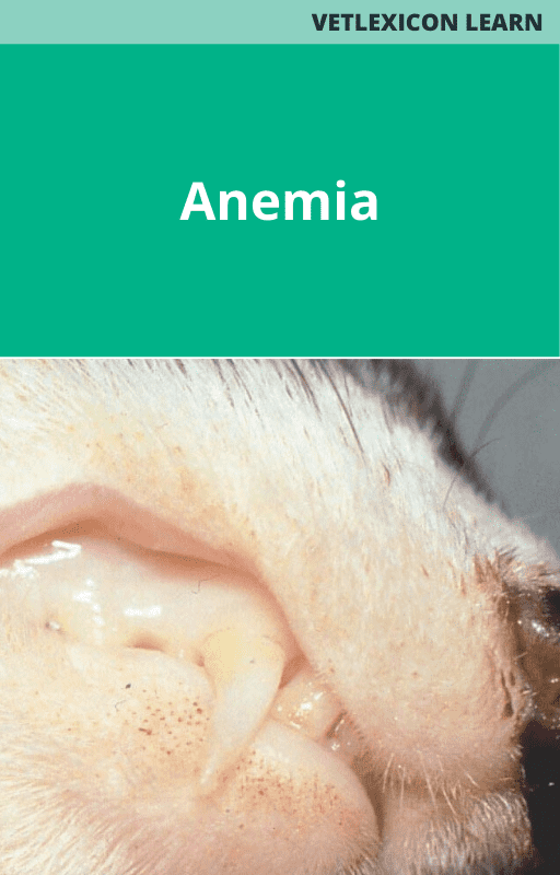 Anemia in Ferrets