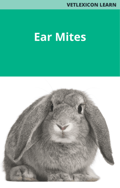 Ear Mites (Rabbits)
