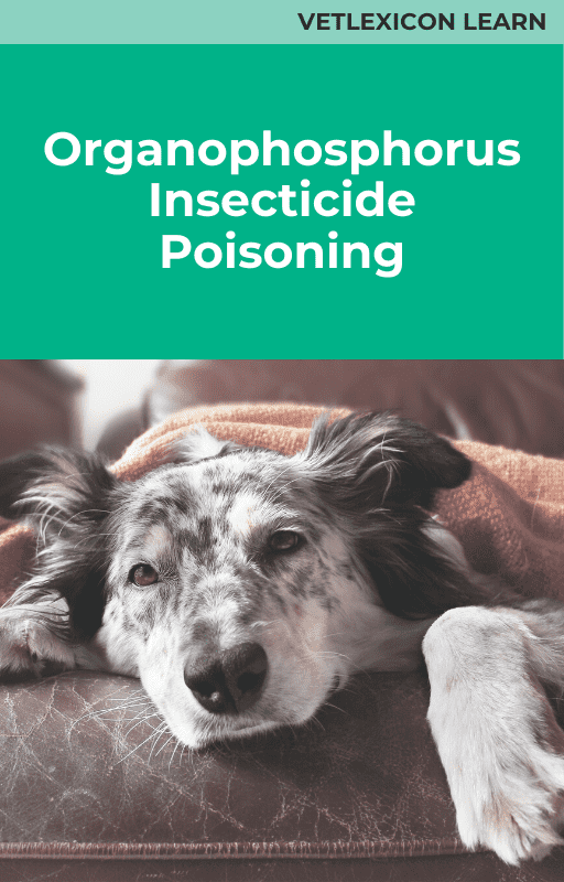 Canine Orgnophosphorus Insecticide Poisoning