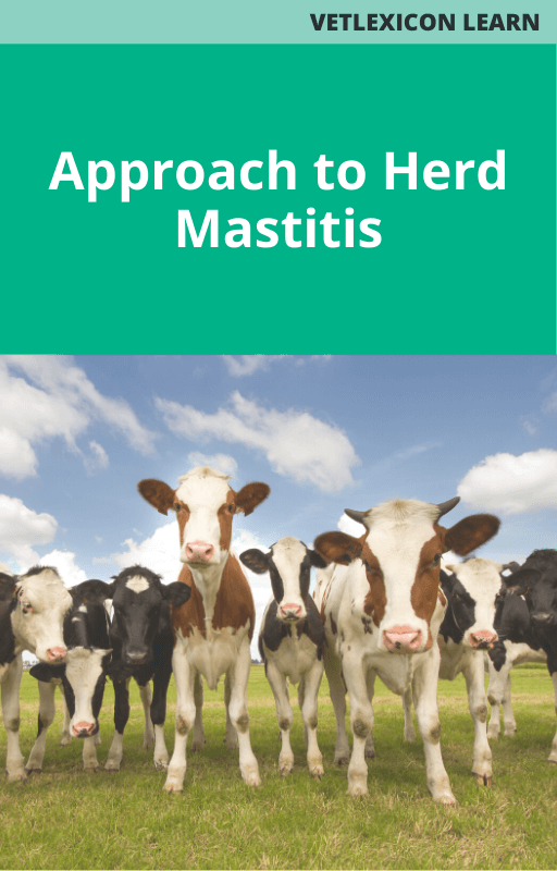 Approach to Herd Mastitis