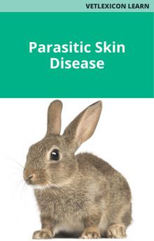 Rabbit Parasitic Skin Disease