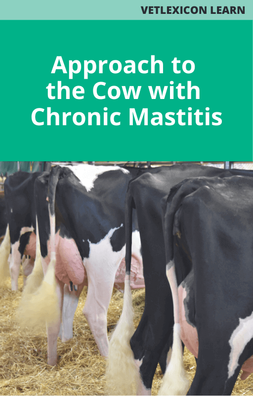 Approach to the Cow with Chronic Mastitis