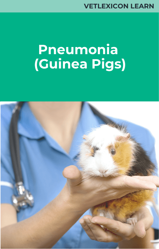 Pneumonia (Guinea Pigs)