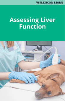 Canine Assessing Liver Function