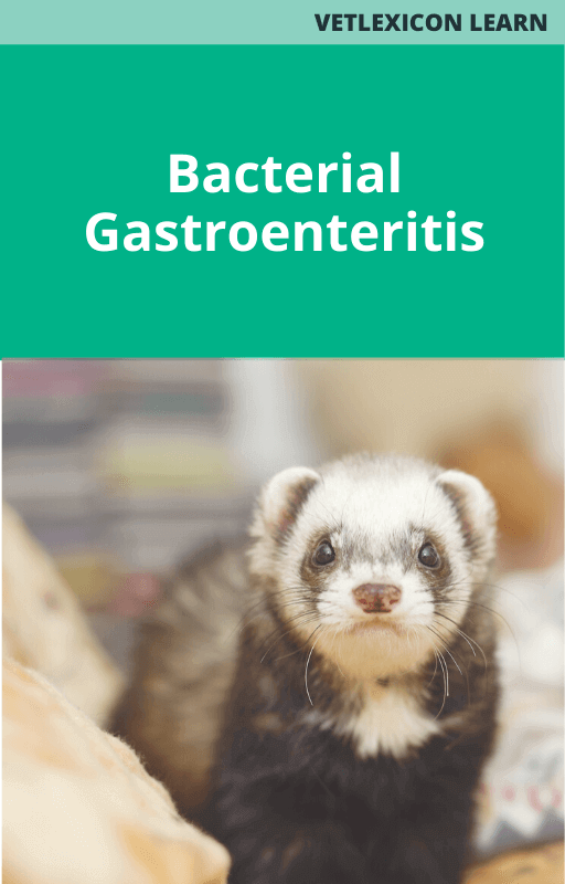 Bacterial Gastroenteritis