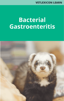 Bacterial Gastroenteritis Ferret