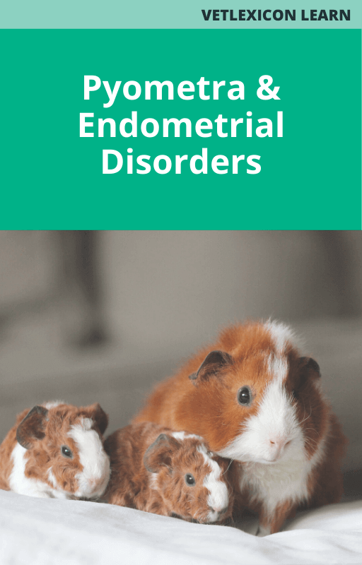 Pyometra and Endometrial Disorders
