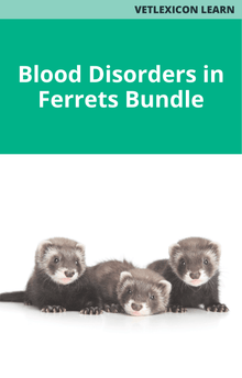 Blood Disorders in Ferrets Bundle