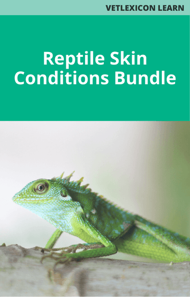 Reptile Skin Conditions Bundle