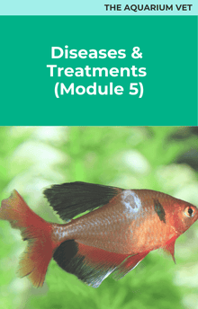 The Aquarium Vet Diseases & Treatments