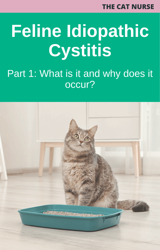 Feline Idiopathic Cystitis Part 1: What is it and why does it occur?