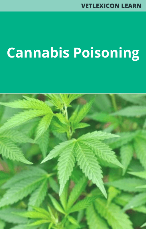 Cannabis Poisoning