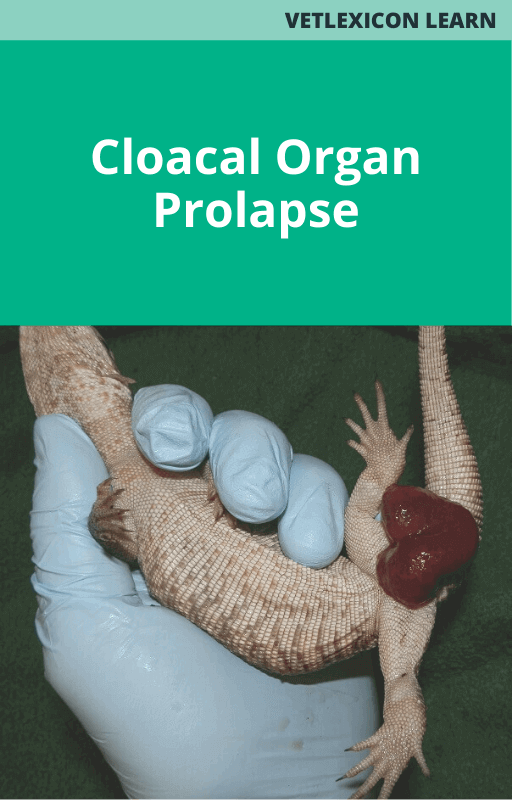 Cloacal Organ Prolapse