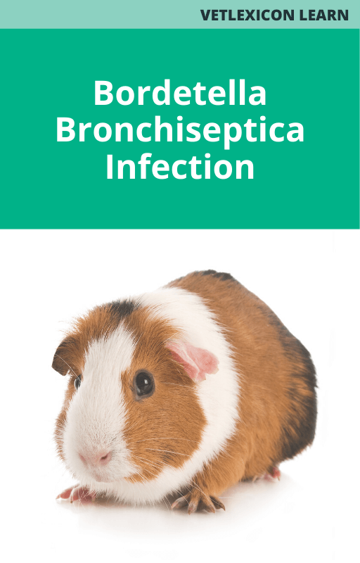 Bordetella Bronchiseptica Infection Guinea Pig