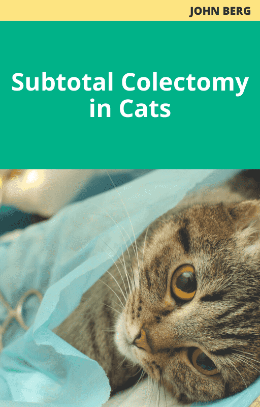 Subtotal Colectomy in Cats