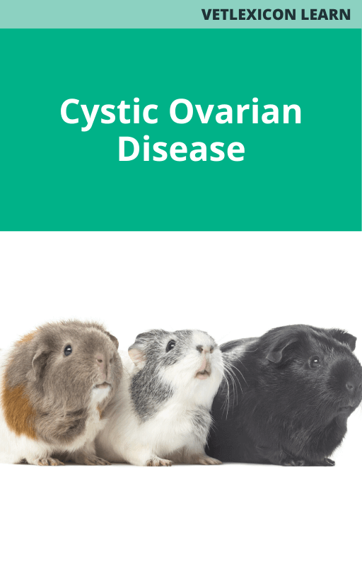 Cystic Ovarian Disease Guinea Pig