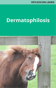 Equine Dermatophilosis