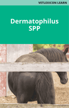 Equine Dermatophilus spp