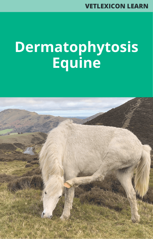 Equine Dermatophytosis