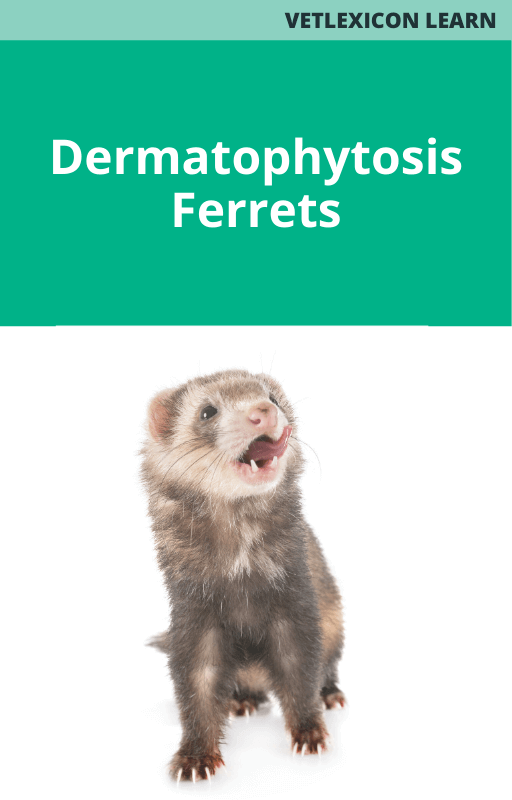 Dermatophytosis (Ferrets)