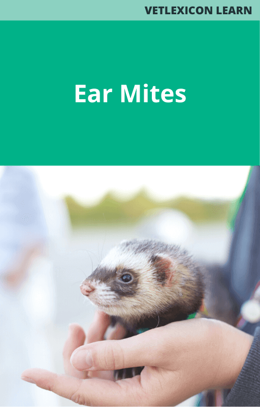 Ear Mites (Ferrets)