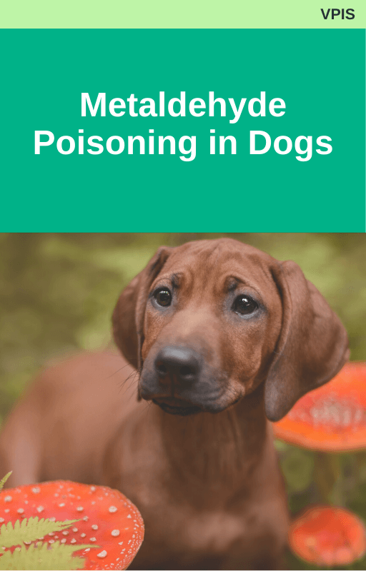 Metaldehyde Poisoning in Dogs