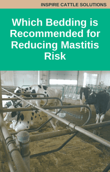 Bovine Which Bedding is Recommended for Reducing Mastitis Risk