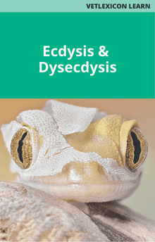 Reptile Ecdysis and Dysecdysis