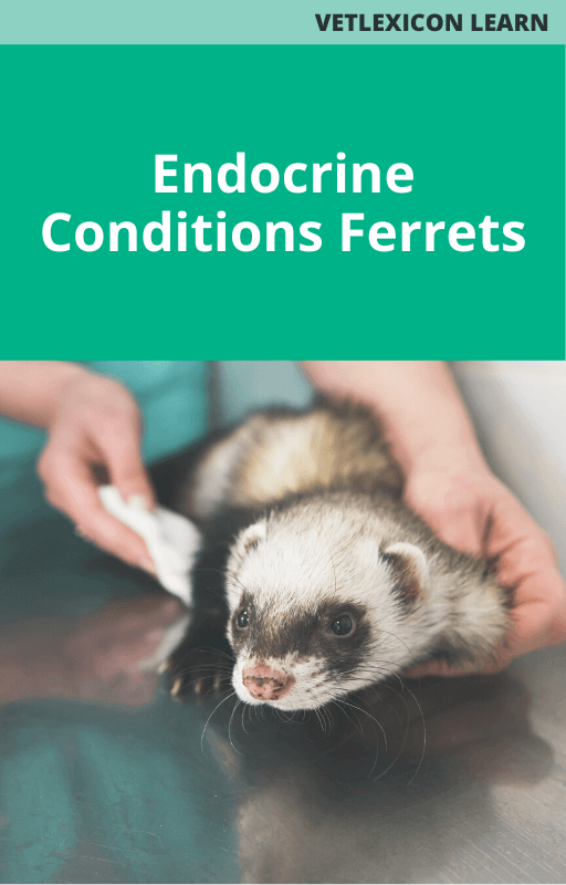 Endocrine Conditions - Ferrets