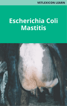 Bovine Escherichia Coli Mastitis