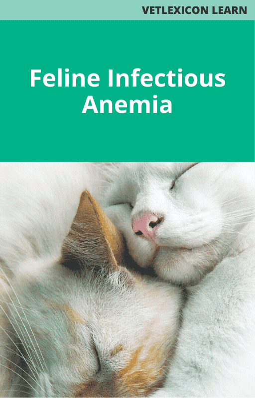 Feline Infectious Anemia
