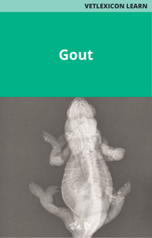 Reptile Gout