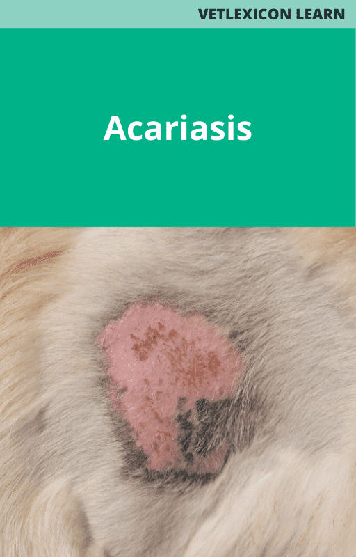 Ascariasis Guinea Pig