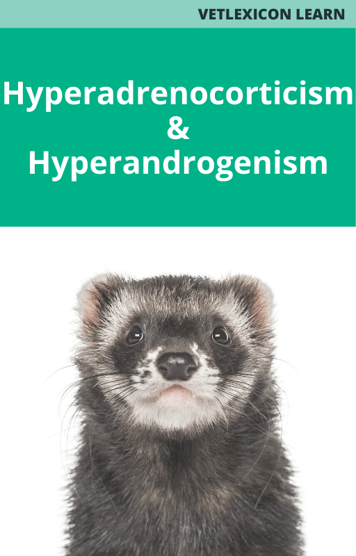 Ferret Hyperadrenocorticism and Hyperandrogenism