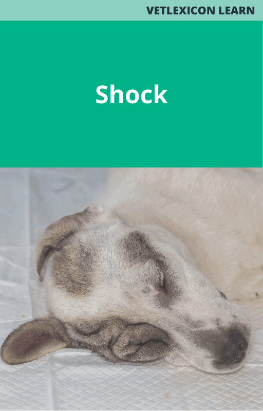 Canine Shock 