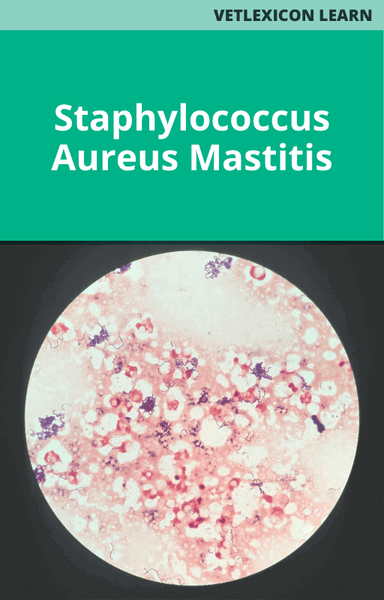 Staphylococcus Aureus Mastitis