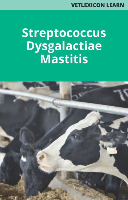 Streptococcus Dysgalactiae Mastitis