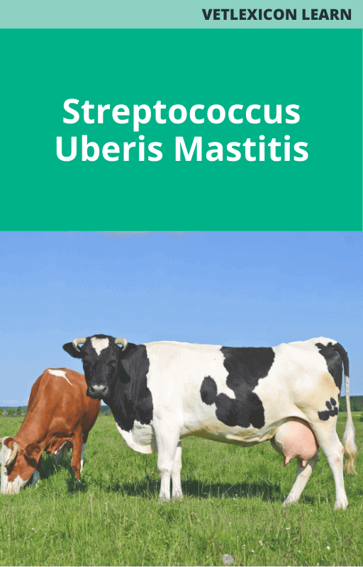 Bovine Streptococcus Uberis Mastitis