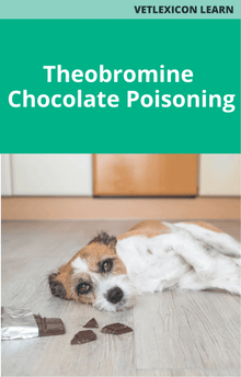 Canine Theobromine Chocolate Poisoning