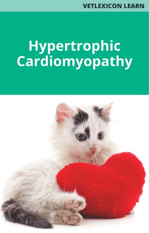 Feline Hypertrophic Cardiomyopathy HCM