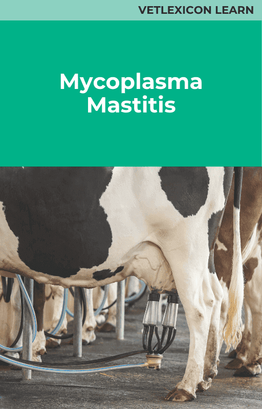 Mycoplasma Mastitis
