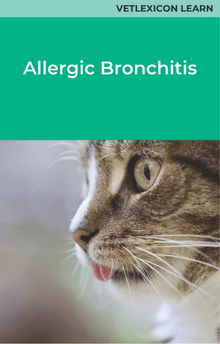 Feline Allergic Bronchitis