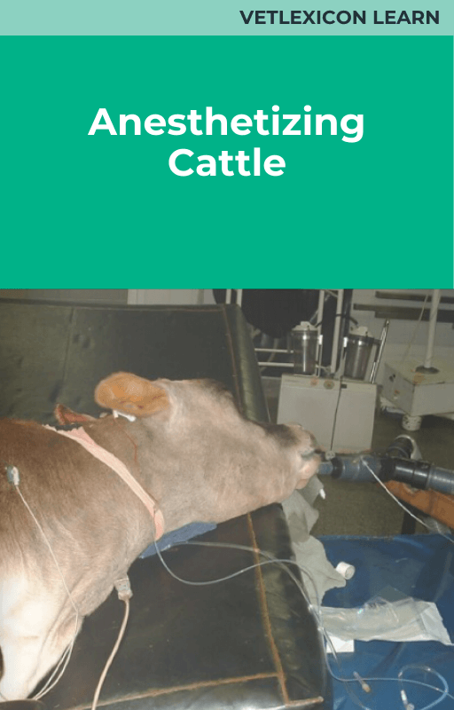 Anesthetizing Cattle