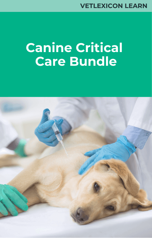 Canine Critical Care Course Bundle