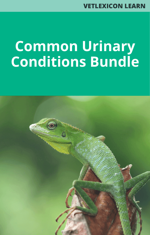 Common Urinary Conditions Bundle (Reptiles)