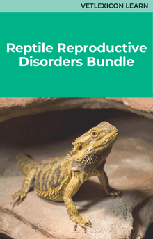 Reptile Reproductive Disorders Course Bundle