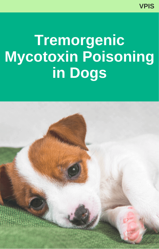 Tremorgenic Mycotoxin Poisoning in Dogs