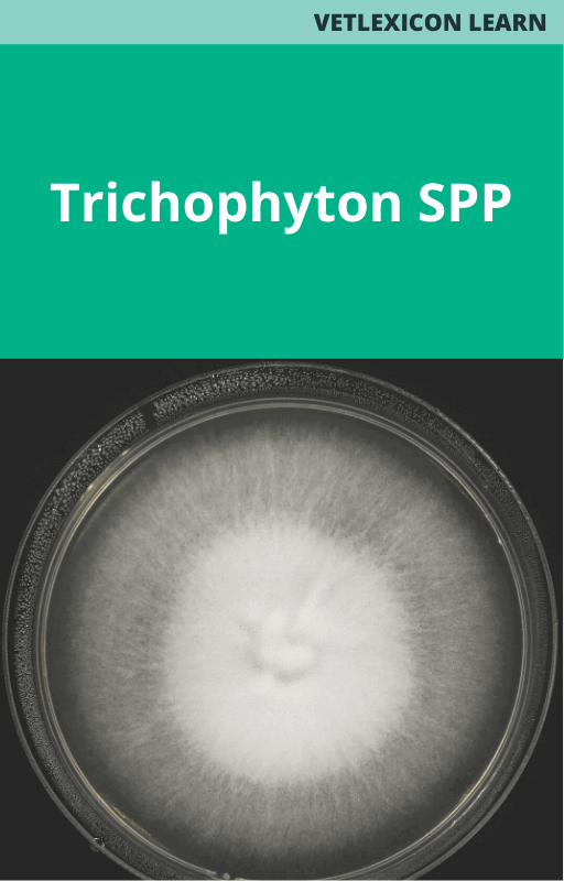 Equine Trichophyton SPP