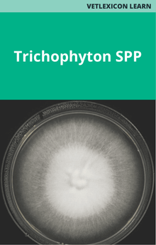 Equine Trichophyton SPP